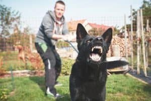 Dangerous Dogs and Your Role as an Owner in Chicago