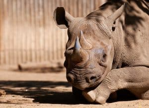 Patron at Cincinnati Ohio Zoo Bitten by a Baby Rhinoceros