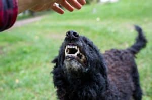 Dog Bites in Chicago: Owner Liability and Victim Rights
